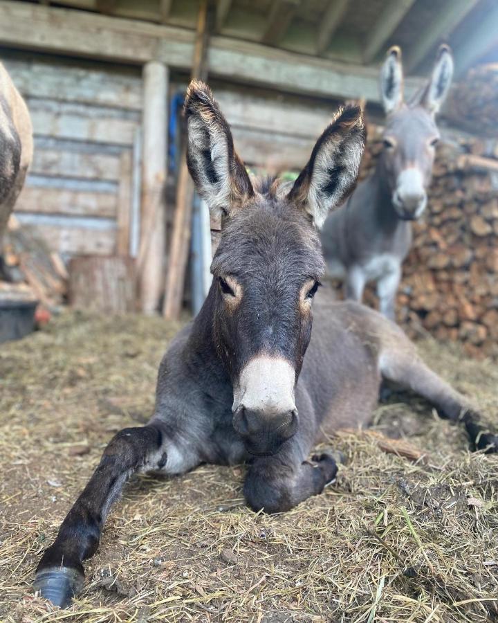 Sweetwater Lane Farm Villa Mount Currie Ngoại thất bức ảnh