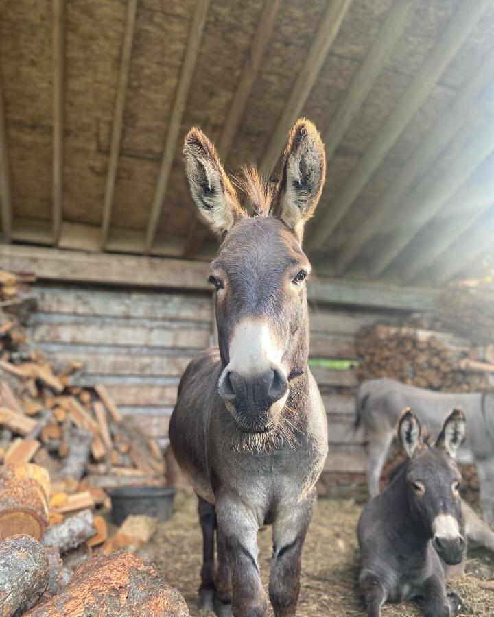 Sweetwater Lane Farm Villa Mount Currie Ngoại thất bức ảnh